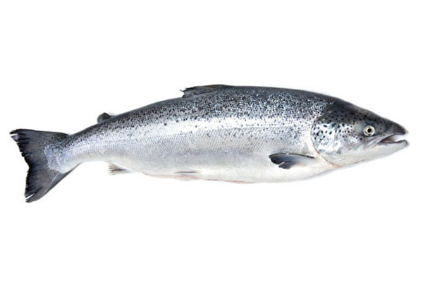 Turkish Salmon